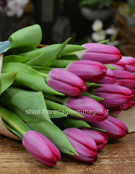 15 tulipani del colore della settimana