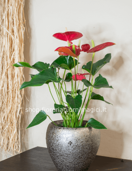 Pianta di anthurium