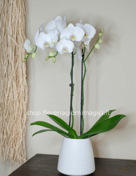 Pianta di phaleonopsis bianca