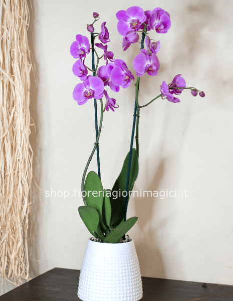 Pianta di phaenopsis 2 steli -senza portavaso