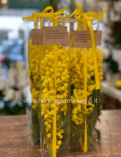 3 confezioni mimose in box trasparente
